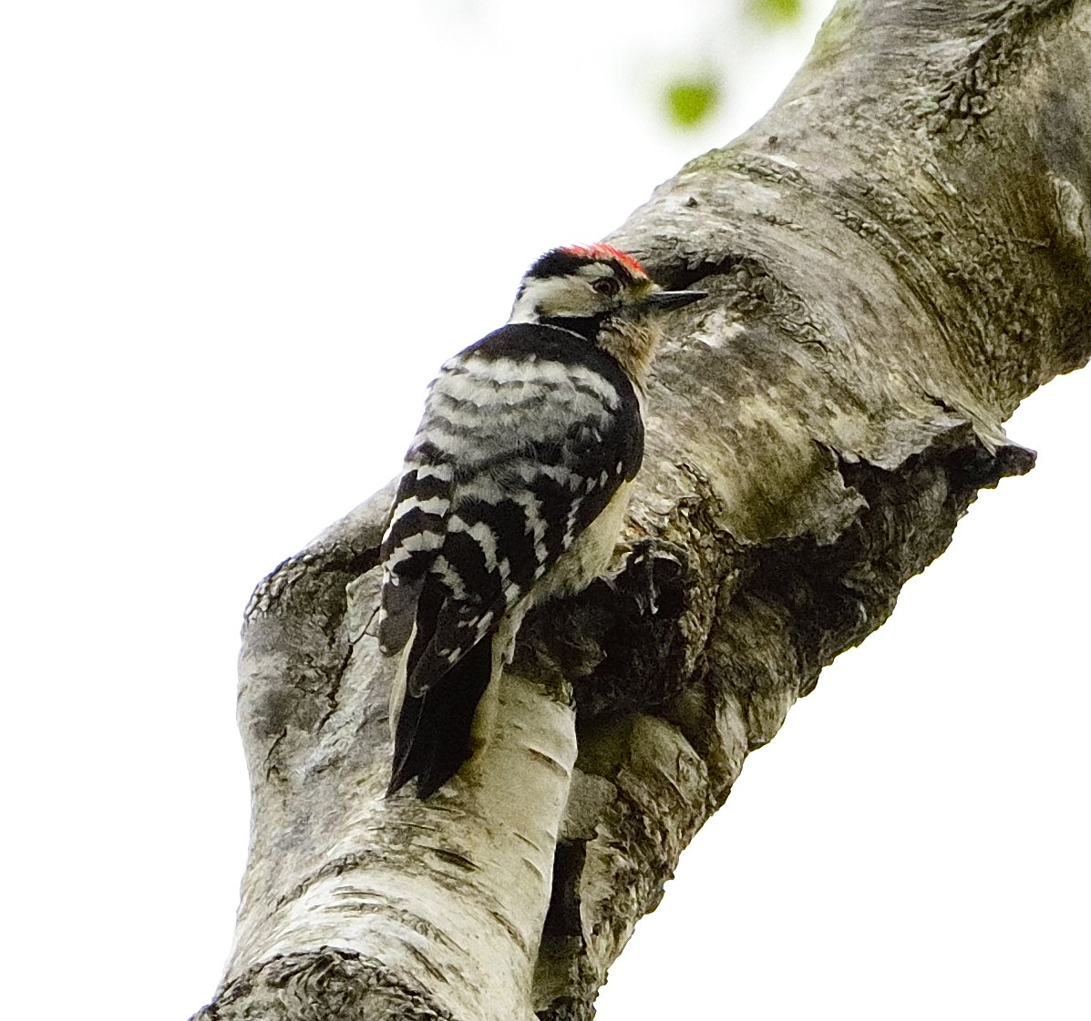 thebeardedbirdman tweet media
