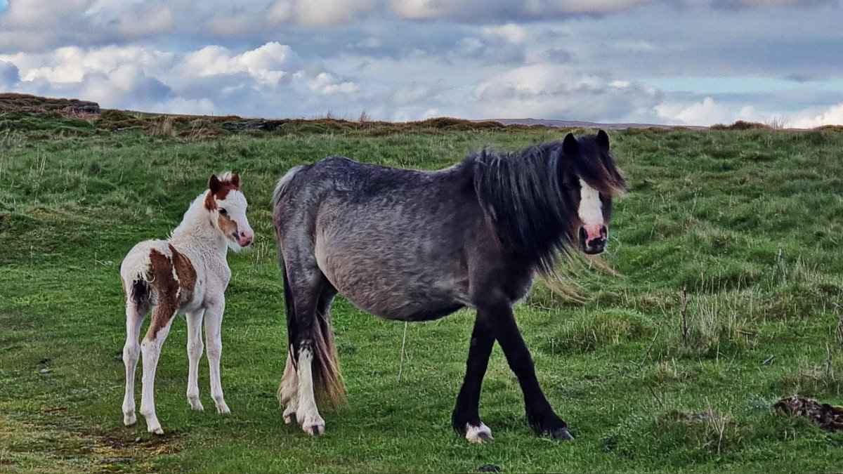 Tracy Purnell tweet media