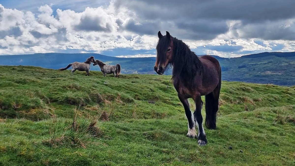 Tracy Purnell tweet media