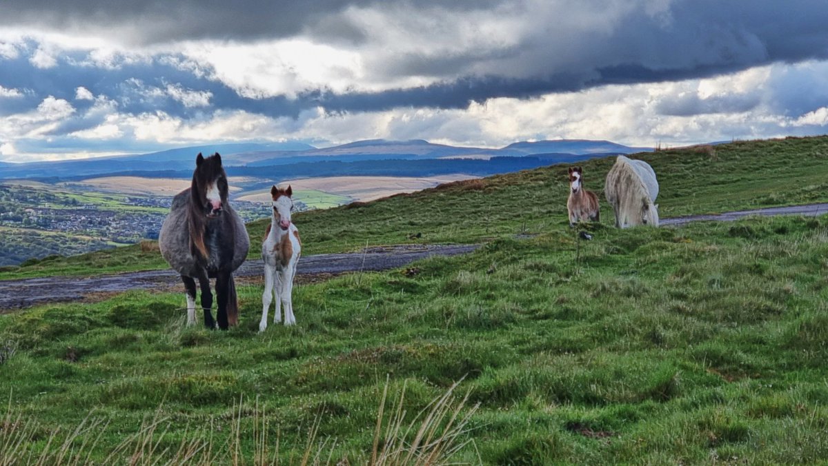 Tracy Purnell tweet media