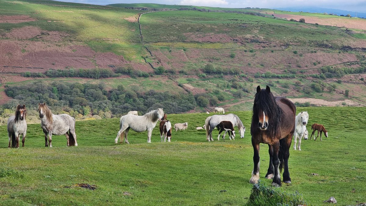 Tracy Purnell tweet media