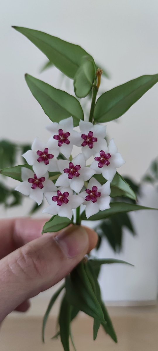 Perfection naturelle #fleur #hoya