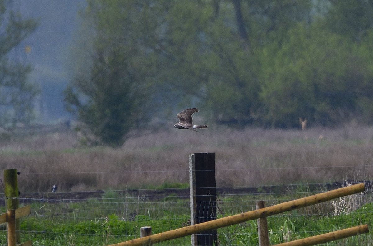 thebeardedbirdman tweet media