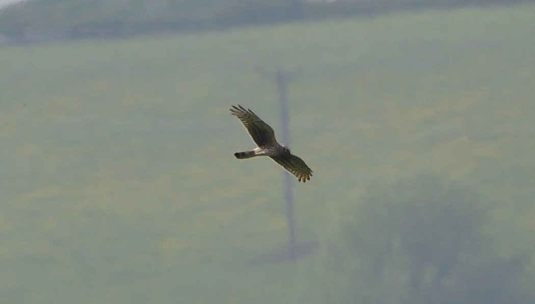 thebeardedbirdman tweet media