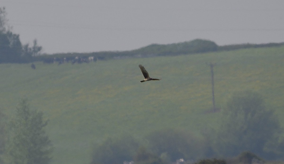 Female Hen Harrier spotted (at quite a distance) this week in Somerset