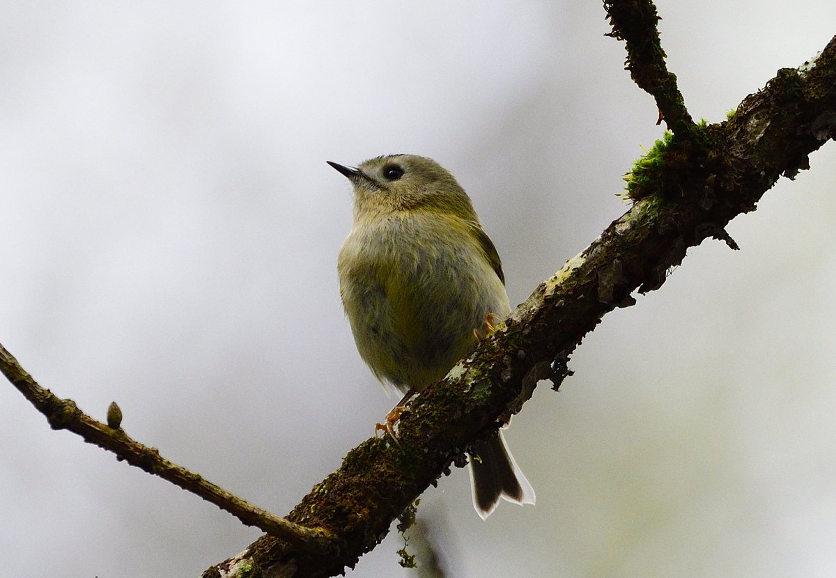 thebeardedbirdman tweet media