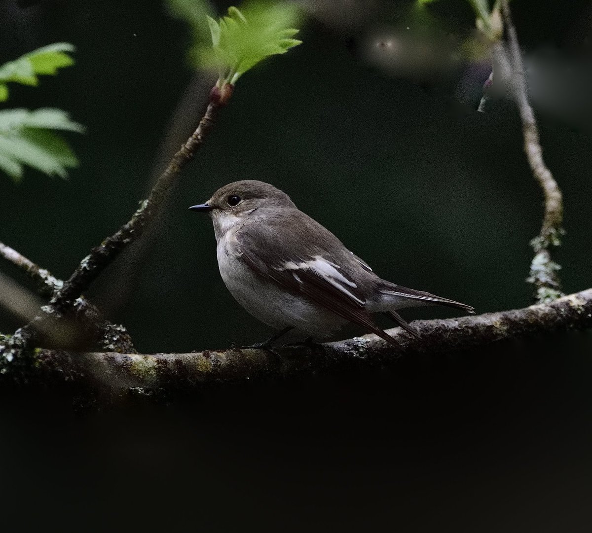 thebeardedbirdman tweet media