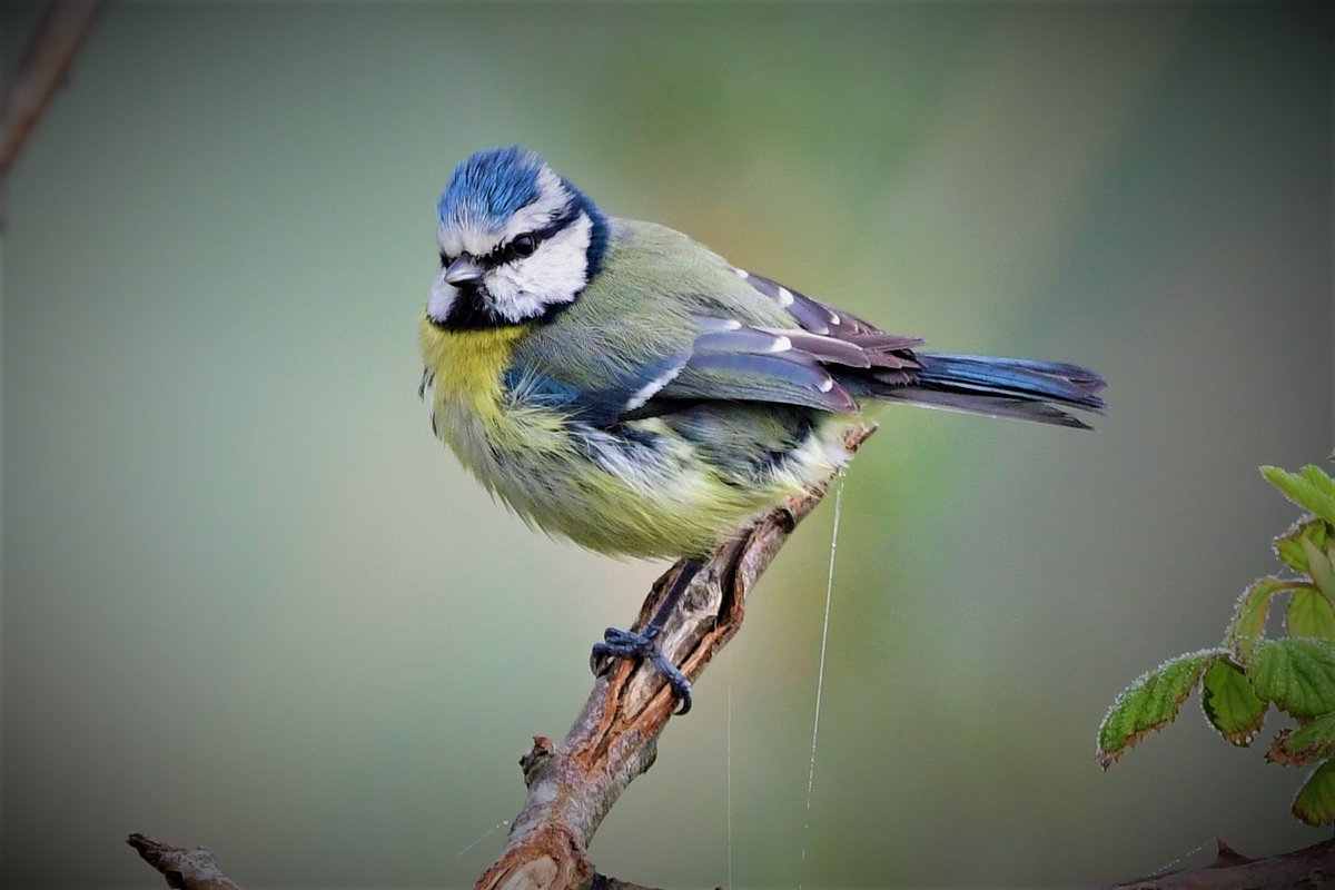 thebeardedbirdman tweet media