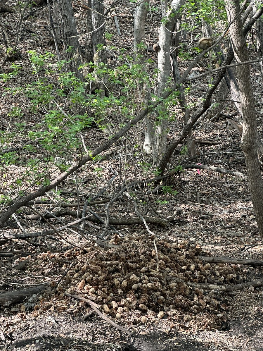 Beautiful morning long run! Saw a beaver, deer, chipmunks, and lots of squirrel friends.