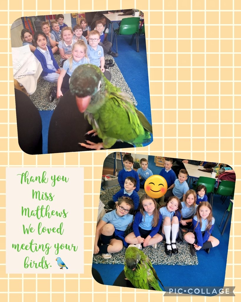 Y3BS loved meeting these beautiful birds. Diolch Miss Matthews! 🐦