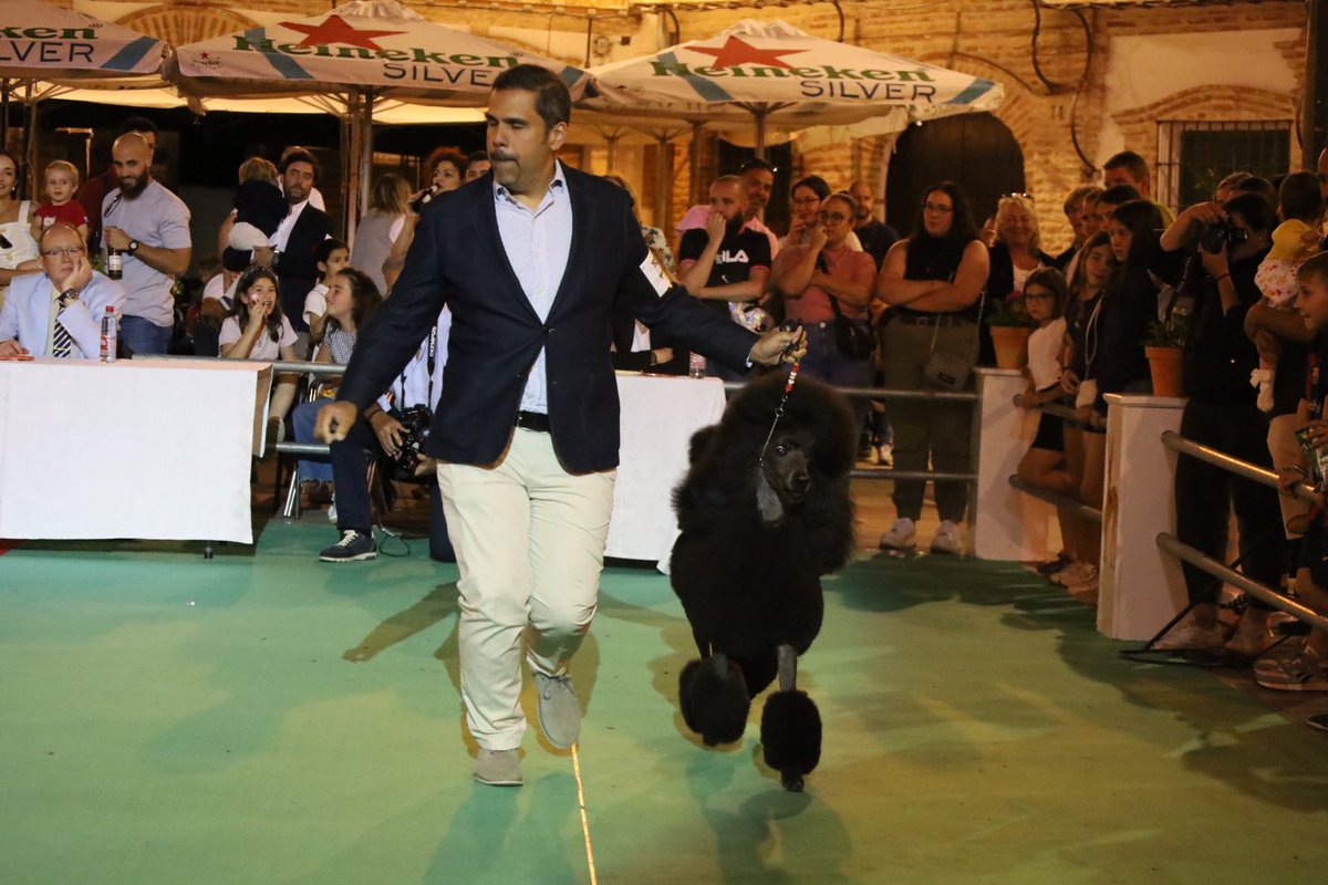 FeriadelPerro's tweet photo. 30ª #FeriadelPerro 🐕🐩 de #Archidona. 

👉🏼 Así se desarrolla la ceremonia del Archi de Oro en céntrica Plaza Ochavada. 

📲 https://t.co/BxkATcOTg7 https://t.co/RgSTUf4MUI