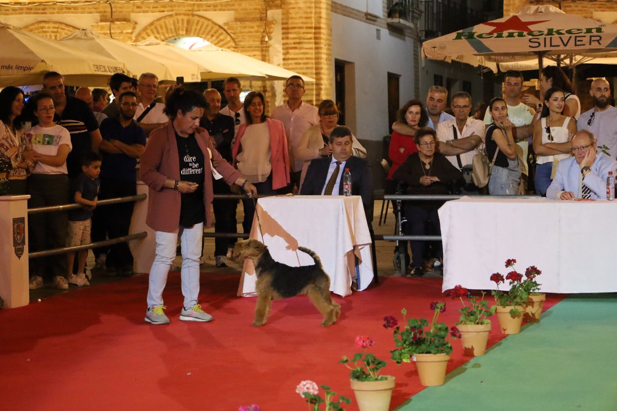 FeriadelPerro's tweet photo. 30ª #FeriadelPerro 🐕🐩 de #Archidona. 

👉🏼 Así se desarrolla la ceremonia del Archi de Oro en céntrica Plaza Ochavada. 

📲 https://t.co/BxkATcOTg7 https://t.co/RgSTUf4MUI