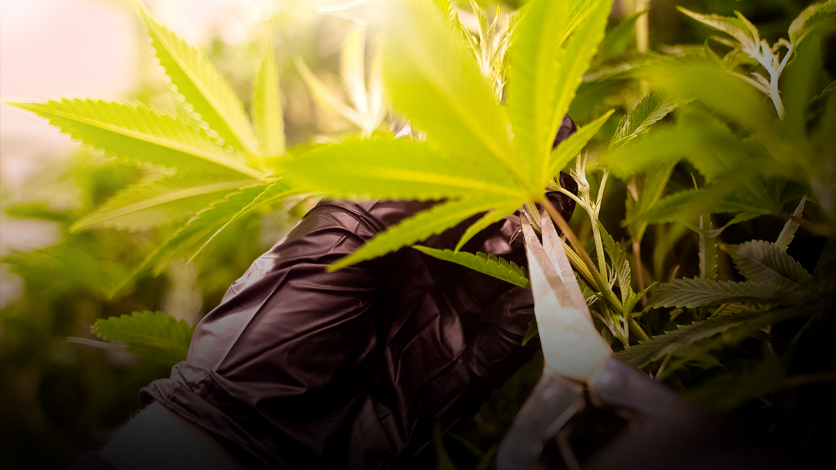 mtlcanna's tweet photo. She's a MUVA 🤰

Thanks to the beautiful mother plants we are able to give you consistent quality every time you buy Sage n' Sour (or any of our strains)

#Mtlgrown #sagnsour #flowerfirst #cannabisculture #forthemodernstreet https://t.co/oXqotSxz1d