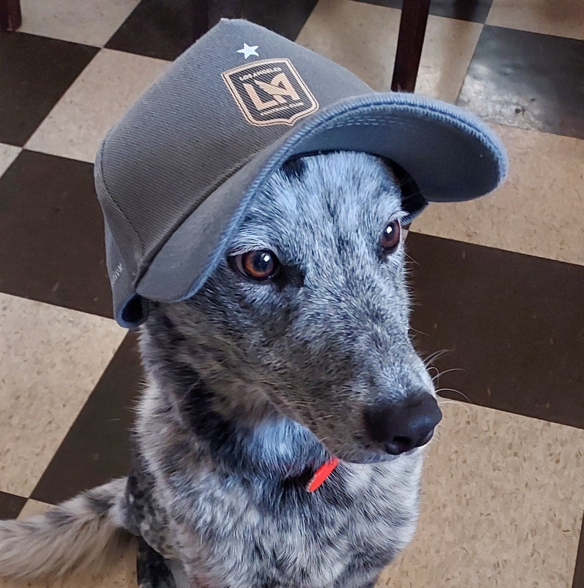 dr_davidsanchez's tweet photo. This foo' knows what's up. #LAFC #LFG #BlueHeelersOfTwitter #BlueHeeler #DogsOfTwitter #CattleDogsOfTwitter #CattleDog #MLS https://t.co/hWlpc1FghD
