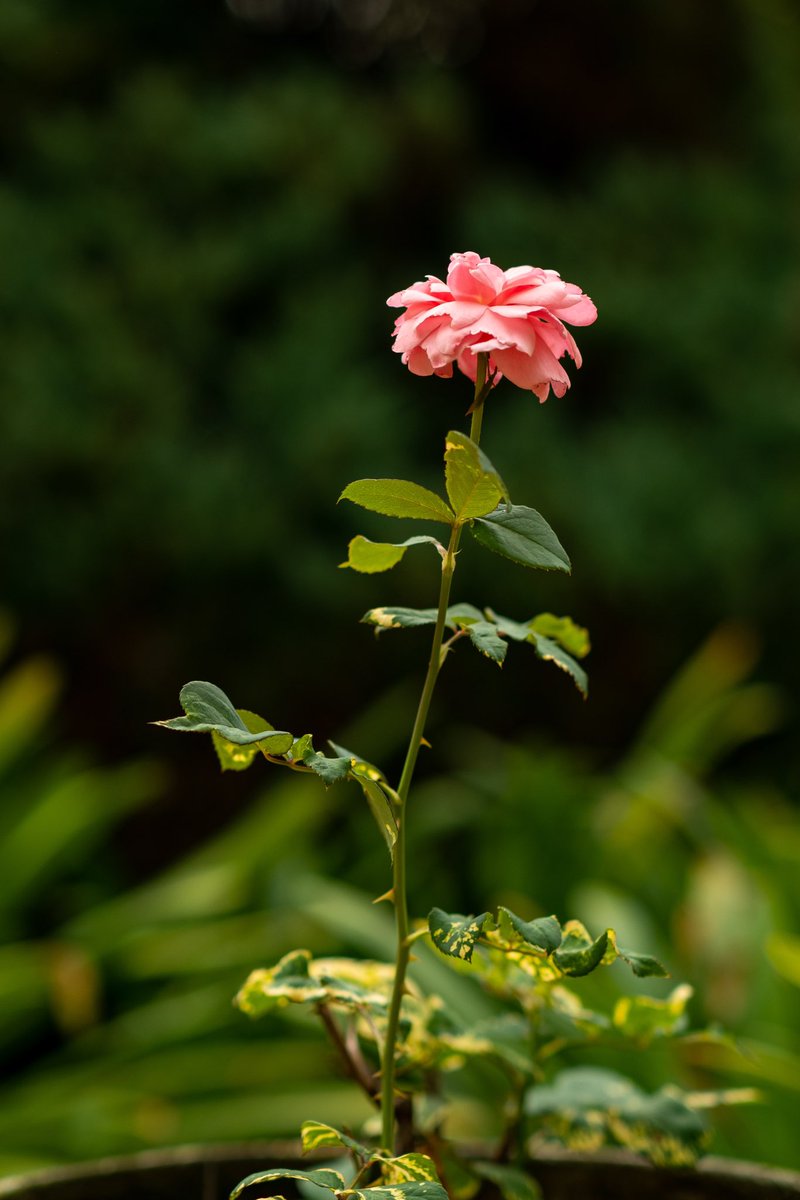 PedroLMMarchi's tweet photo. Seguimos com nossa apreciação da rosa. Hoje ela já esta minguando…
#Fotografia #126 #365fotos #FotodoDia #FoconaMeta #2023 Fujifilm #Xpro1 #Viltrox #Quintal #Casa #Jardim #Flor #InteriordeSP https://t.co/csEYHIUBT3