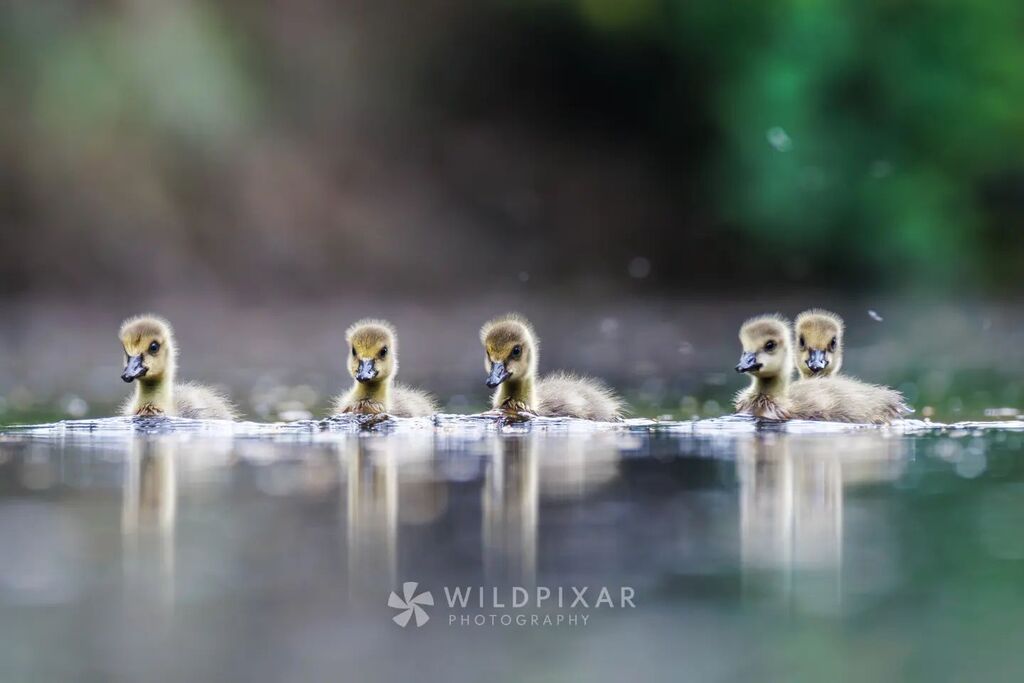 wildpixar-wildpixar-posts-x