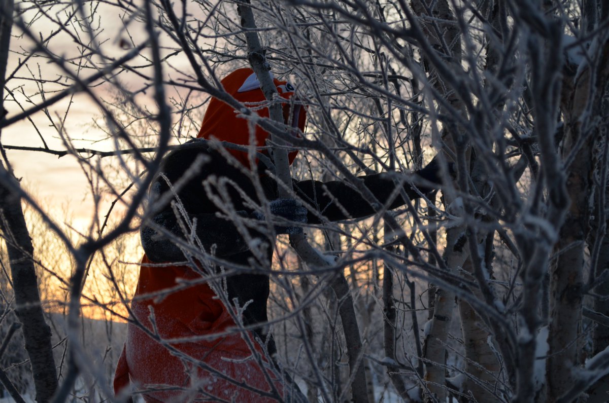 ArchiWoolf (@archiwoolf) on Twitter photo 