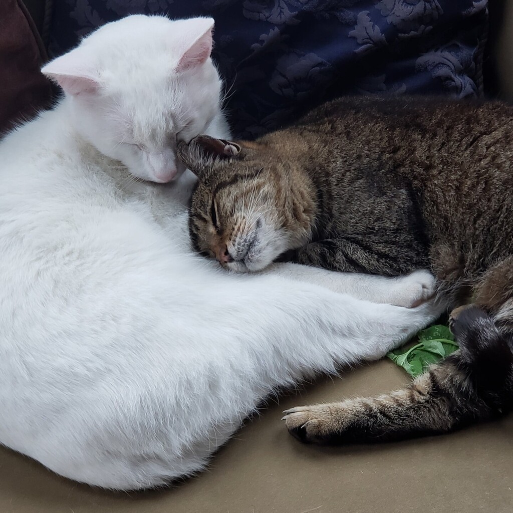 On a whimsical IG note today--while organizing my photos this afternoon, I came across these three photos of my daughter's cats in "catnip ecstasy". We grow catnip in our garden for our senior kitty, and had so much we decided to bring up a batch when we… instagr.am/p/Cr6jSsXvOP2/