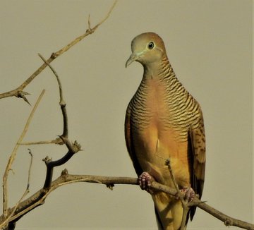 a_london_pigeon's tweet photo. 📷  My Birding Journey @BirdingMy
Zebra Dove (Geopelia striata) is the forgotten bird of the Island, very numerous and almost completely ignored by people. Look closely and you will find a wonderful bird with a lot of personality. 
#Kailua #Hawaii #April2019 https://t.co/dqMOpULxAo