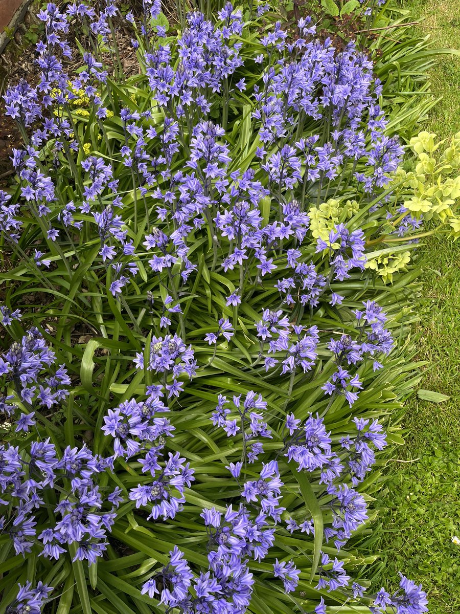 Spring looking great now around the gardens