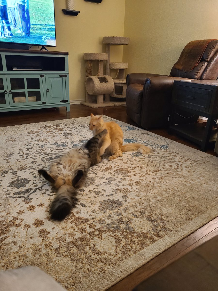 #CatsOfTwitter
A little after nap play time with Apollo and Zues.