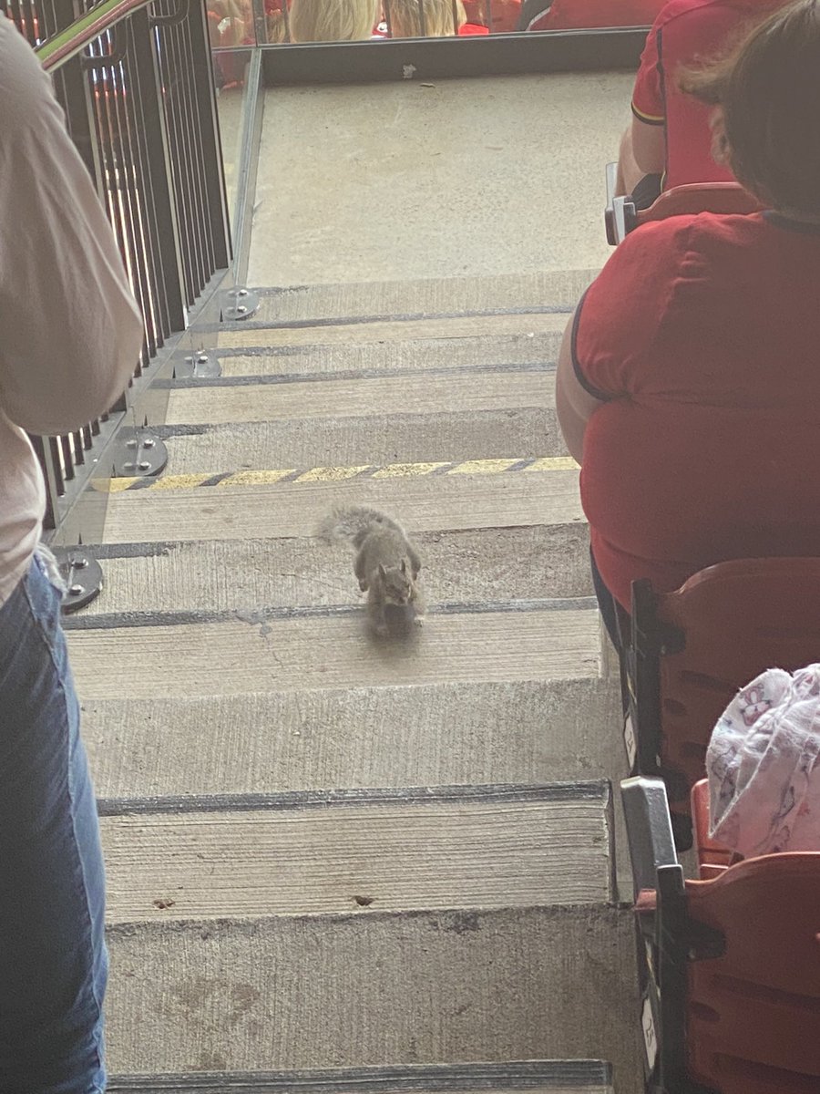 char9974's tweet photo. @JohnDenton555 The squirrel was in our section for a few innings before his field appearance https://t.co/VEAGGd3XQ3