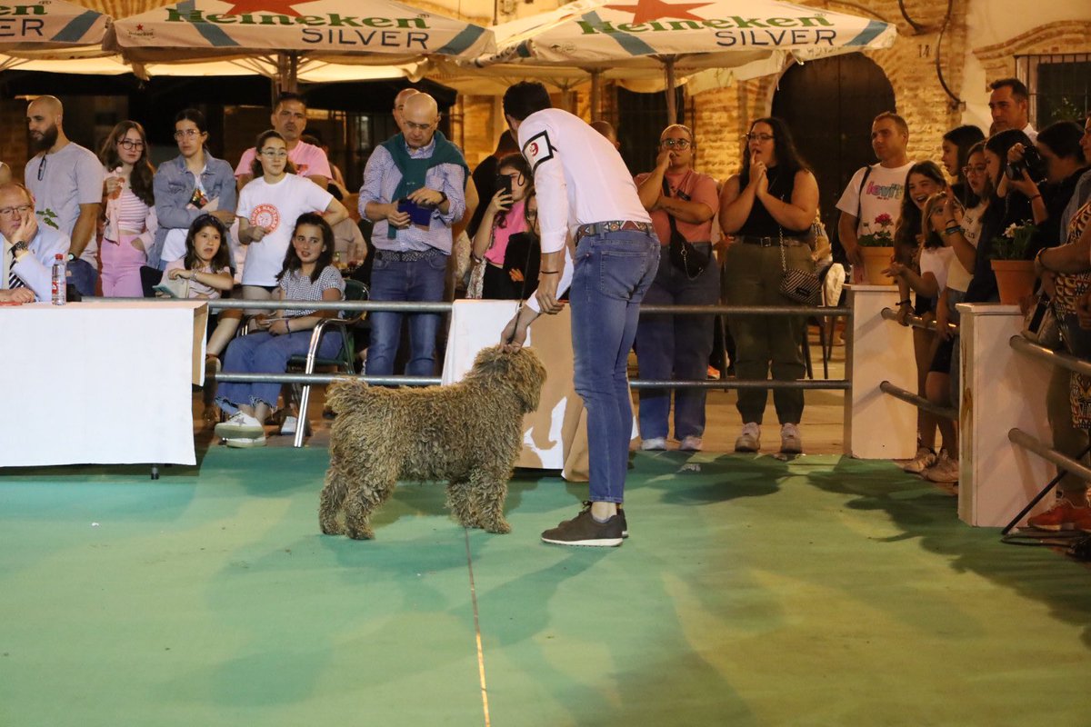 FeriadelPerro's tweet photo. 30ª #FeriadelPerro 🐕🐩 de #Archidona. 

👉🏼 Finaliza este sábado de trigésimo aniversario de este evento referente en el panorama nacional. 

📲 https://t.co/BxkATcOTg7 https://t.co/2NEZtRENgc