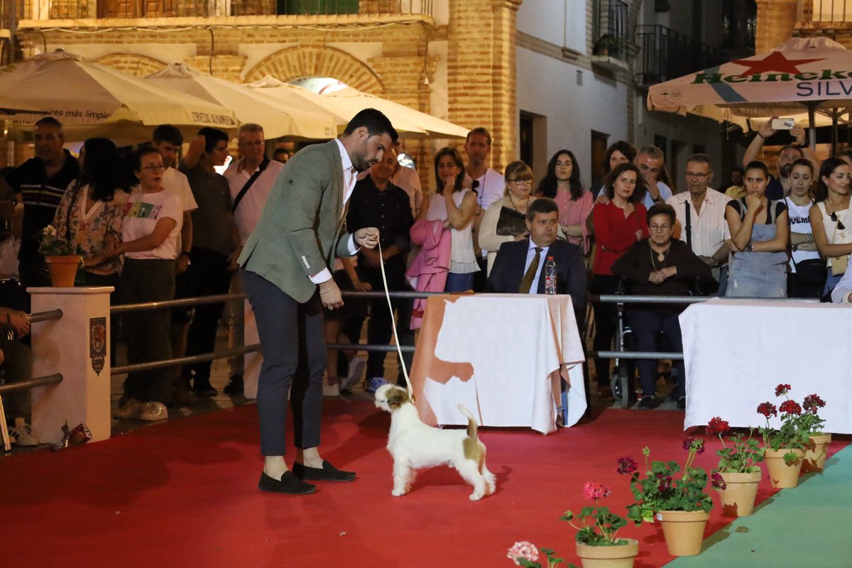 30ª #FeriadelPerro 🐕🐩 de #Archidona. 

👉🏼 Finaliza este sábado de trigésimo aniversario de este evento referente en el panorama nacional. 

📲 feriadelperro.es