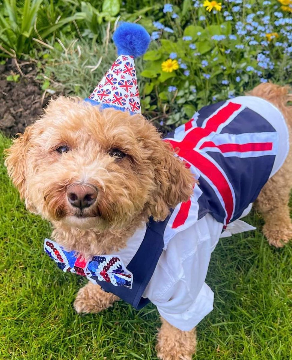 Hugo is #CoronationDay ready!! ❤️🤍💙
The team at Mulberry House Vets would like to wish you all a very lovely long weekend! 

Please note that we are closed on Bank Holiday Monday. If you need any pet advice or help please call MiNight Vet Wokingham on 0118 973 3466