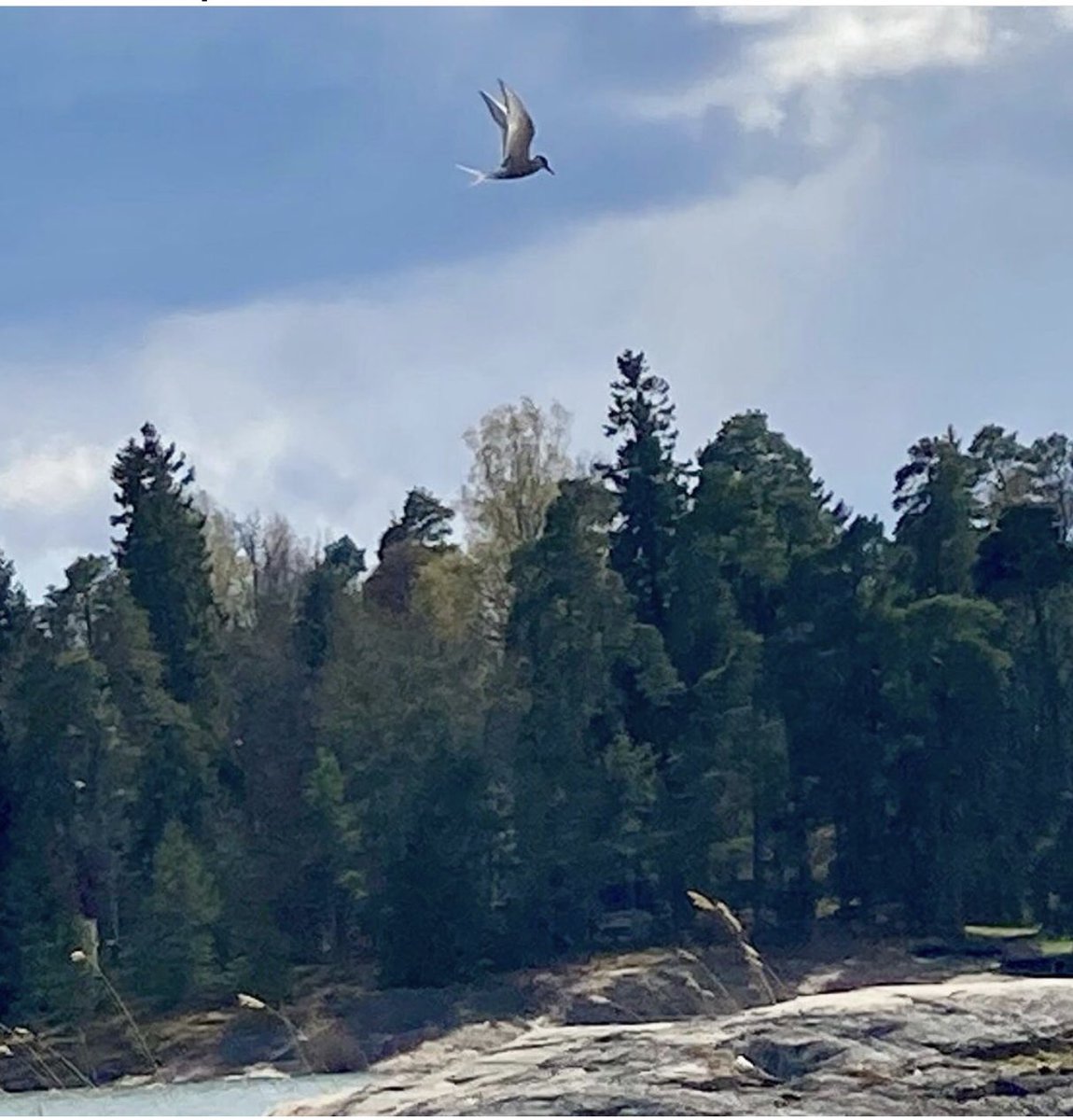 reissunainen's tweet photo. Ei ihan omalla pihalla, mutta lähirannalla onnistui napata kuva paikoillaan lepattelevasta kalatiirasta.#BongaaPäiväPihalla #linnut #myespoo #rantaraitti https://t.co/y3vZjtUY6g