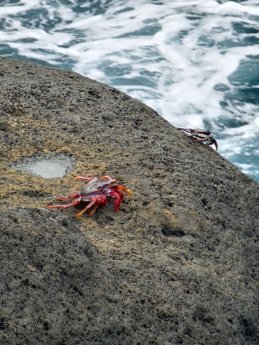 valenVQ's tweet photo. Les crabes d'Açores https://t.co/bx3RfhORUW