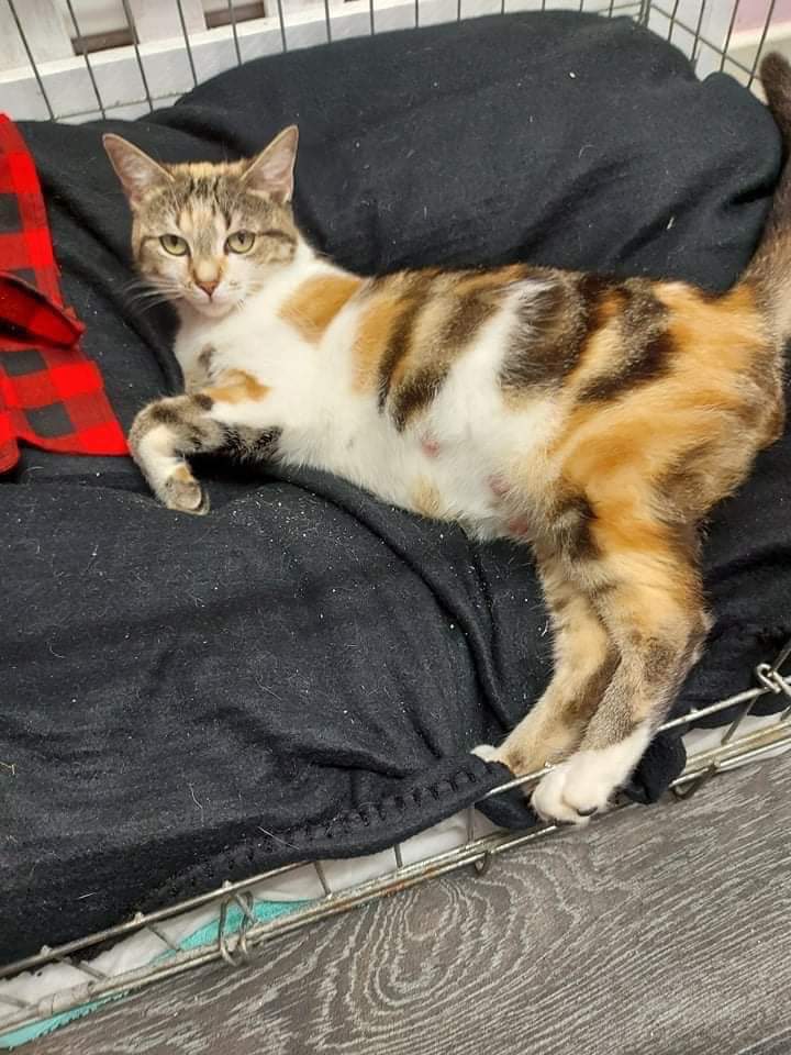LOST CAT - LONG EATON‼️

Missy is #missing from Borden Close #LongEaton #Derbyshire #NG10 area She is #spayed and #chipped