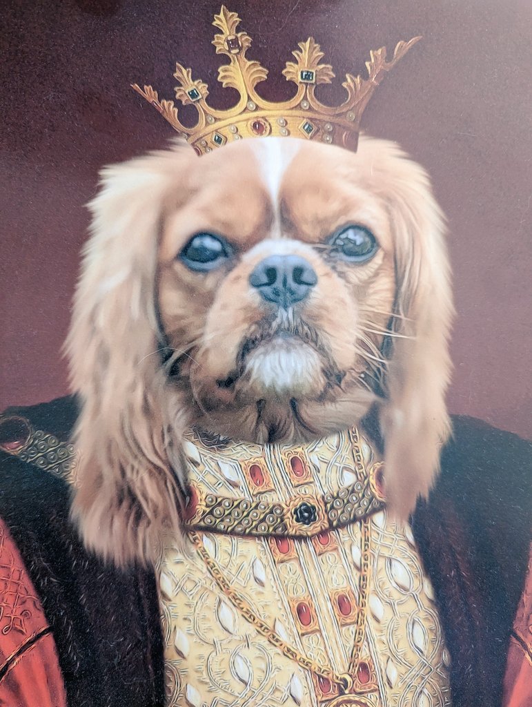 LuminousNumino1's tweet photo. Prince Opie would like to wish everyone a very happy Coronation Day! #CavalierKingCharlesSpaniel
#cavpack #corination https://t.co/0Y0xvjnFza