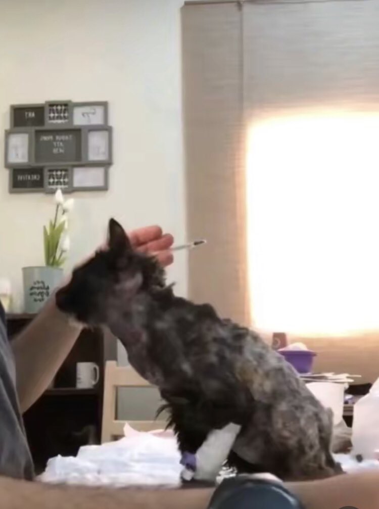 AlexDjbb82920's tweet photo. ⚠️ le chat du mixeur a été retrouvé ! https://t.co/5iRwW6uWYb