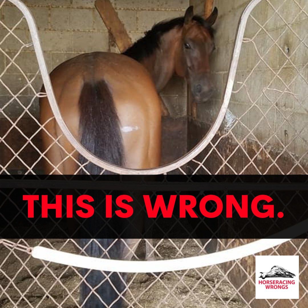 In what other sport are the athletes kept in intensive solitary confinement for over 23 hours a day? #EndHorseracing #KYDerby #Horseracing is #AnimalAbuse #BoycottHorseracing #BoycottTheTripleCrown