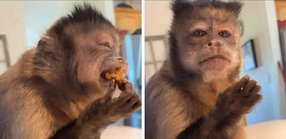 Guarromantico_'s tweet photo. Cuando estoy en la comida china y escucho que ladran: https://t.co/Srcb9ZrGnv