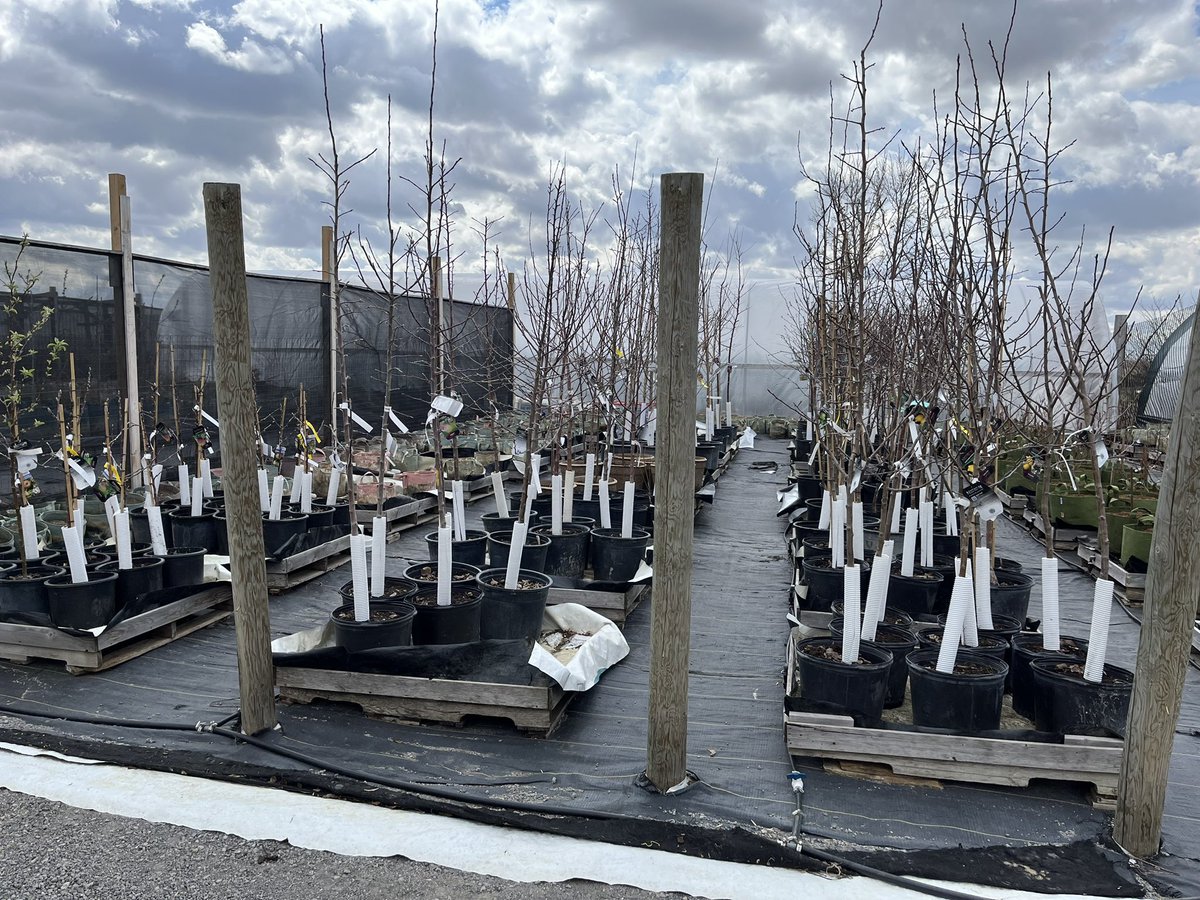 We have some very large(6’-7’) cherry trees available for purchase for $100. You don’t need a 2nd tree to get fruit. We also have apples, pears, plums, grapes, and haskap. Send us an email info@overthehillorchards.ca or give Dean a call 306-530-9133. #fruitontheprairies