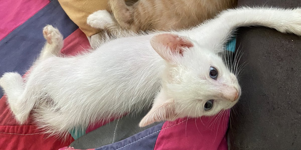 ravyyss's tweet photo. Esses amorzinhos estão disponíveis para adoção. Quem tiver interesse chama ae. https://t.co/cAjMfvKhbc