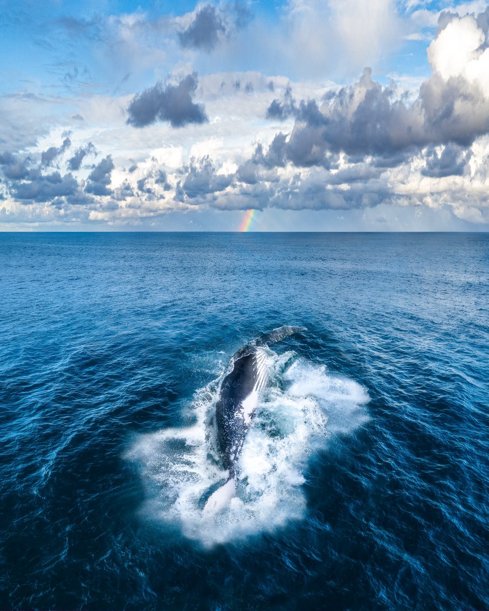 Timmboslice.eth 🇦🇺🌊💎 tweet media