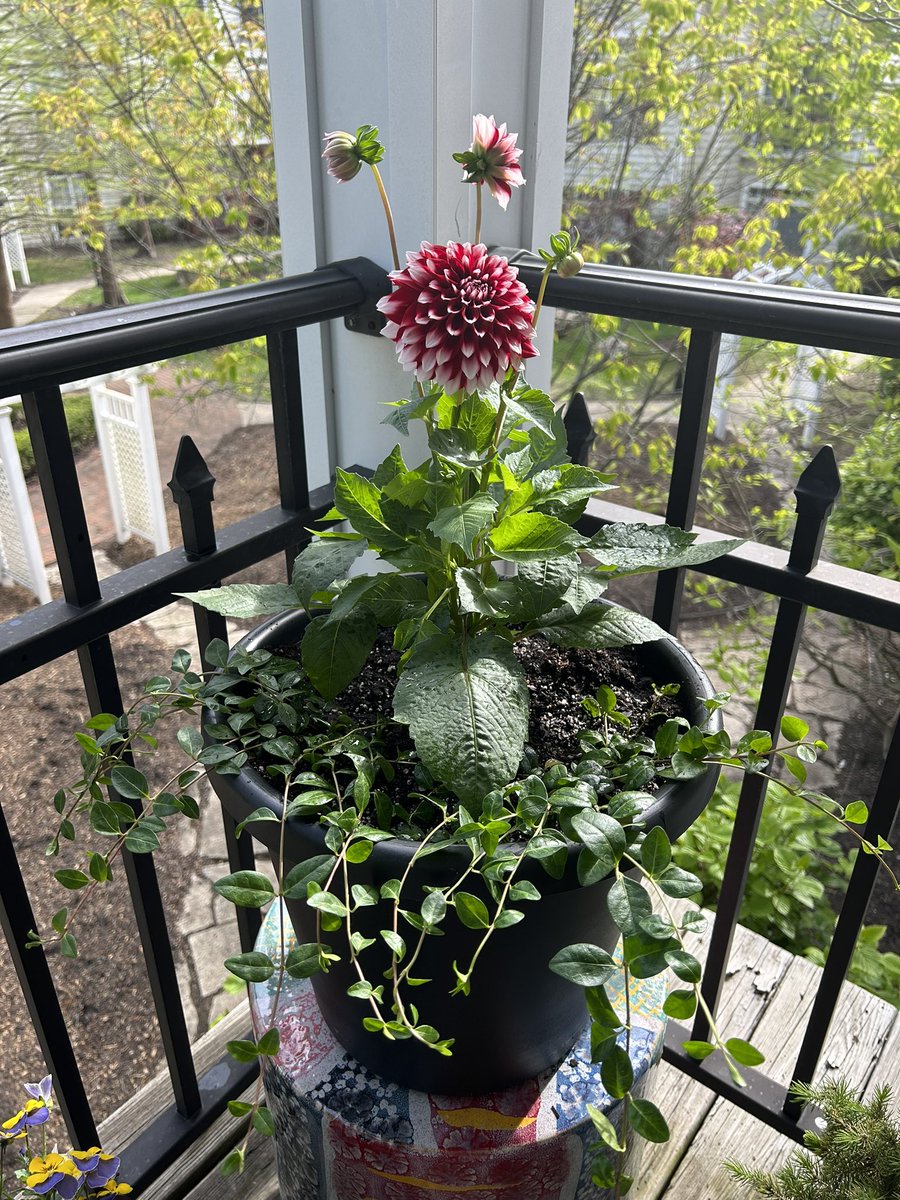 It was a Dahlia kind of day 😊💐☀️