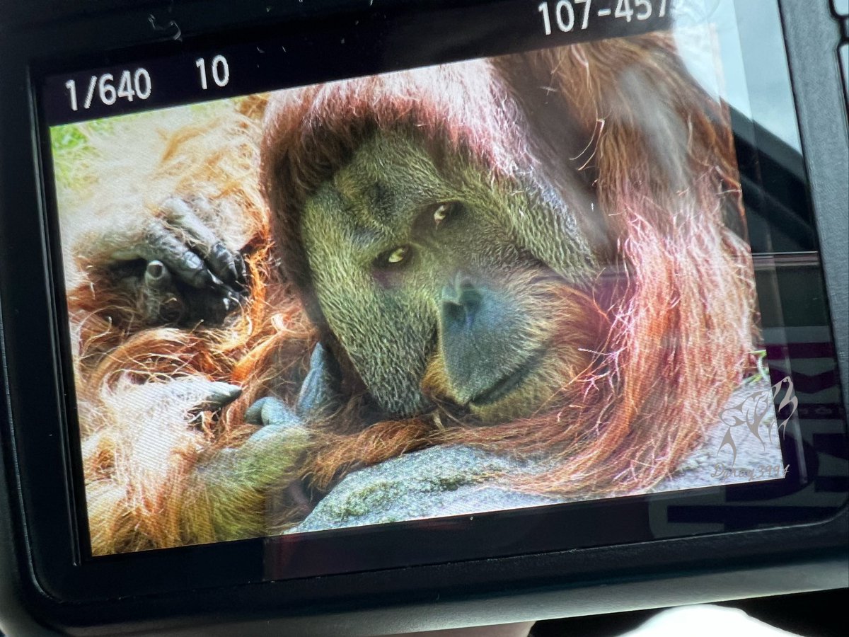 dgray3994's tweet photo. Henry! #backofthecamera #canont6 #wildlifephotography #cincinnatizoo #annacon https://t.co/56yH1XvhVR