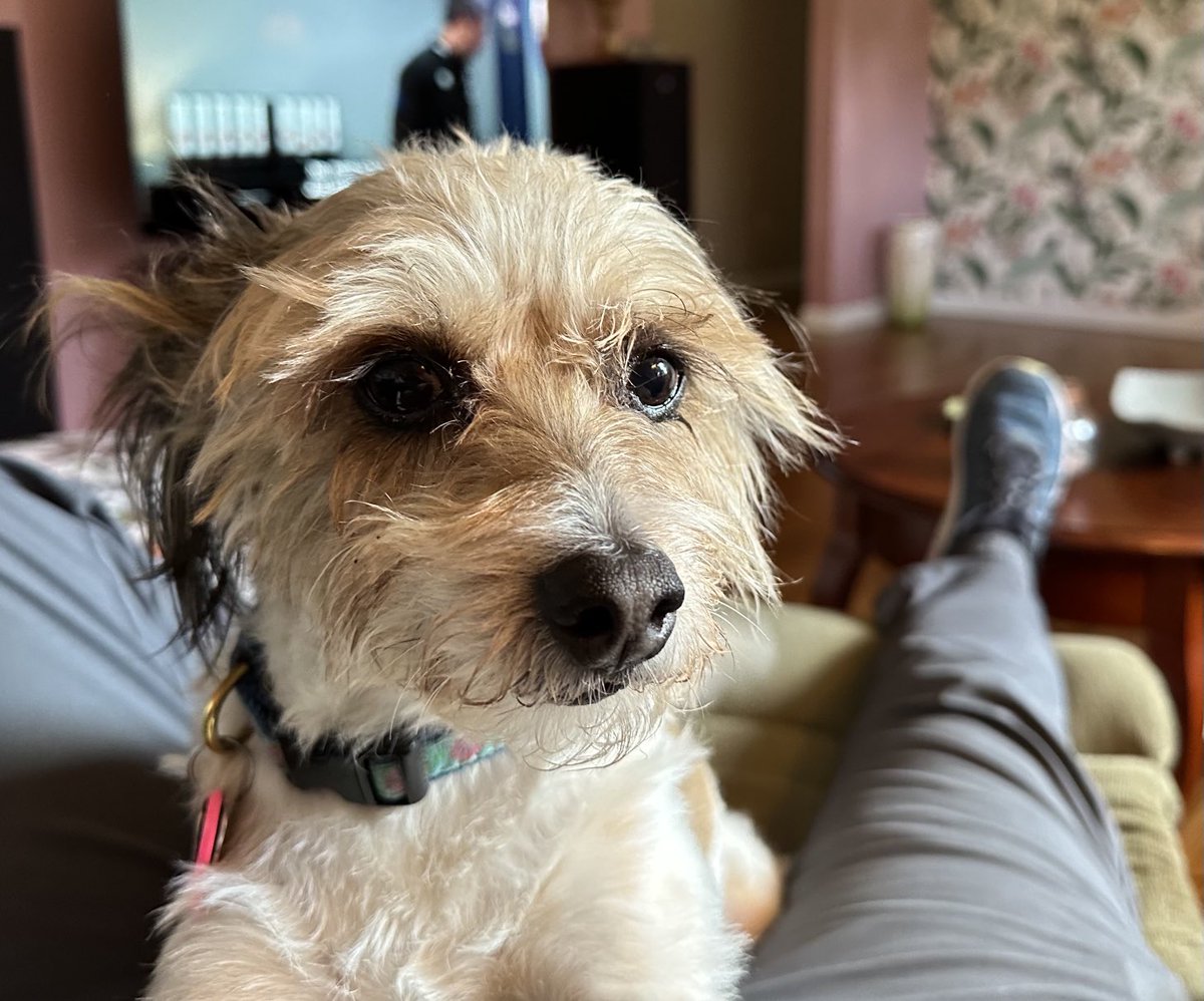 tkgregoire's tweet photo. Pippin says- Congratulations graduates. You look marvelous. #CSWEOR https://t.co/uRdn9FMiuT
