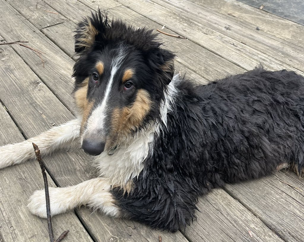 roscoe_collie's tweet photo. First bath and we are not happy. https://t.co/7KE5TxiAa9