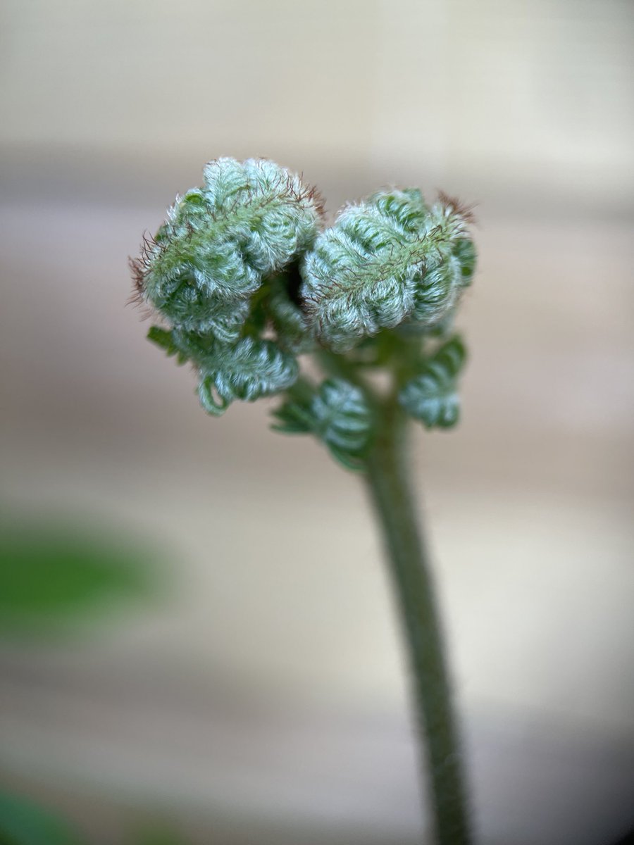 Unfurling Bracken ‚Pteridium aquilinum‘ not exactly welcome in my garden. #wildplants possibly an #InvasivePlant ? 💚