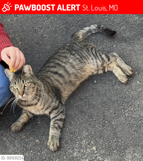 Have you seen Mini? Lost cat in St. Louis, MO 63118 (ID: 9009254)
Mini is a feral cat beloved by the community.
pawboost.com/landing/pet/gp…