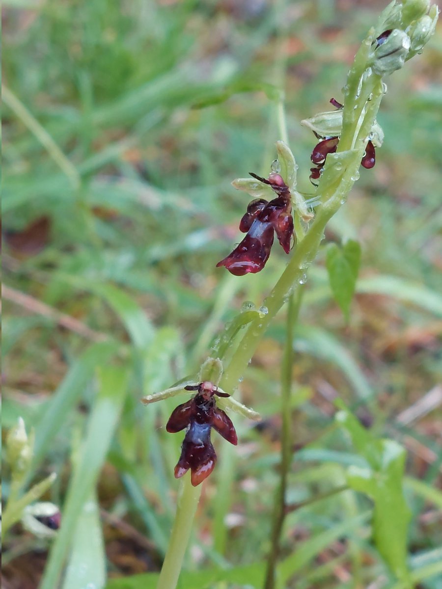 worcspot's tweet photo. Orchids starting to emerge at homefield wood bucks 6.5.23
#ukorchids #Britishorchids 
#orchids https://t.co/KIvW0DOZVx