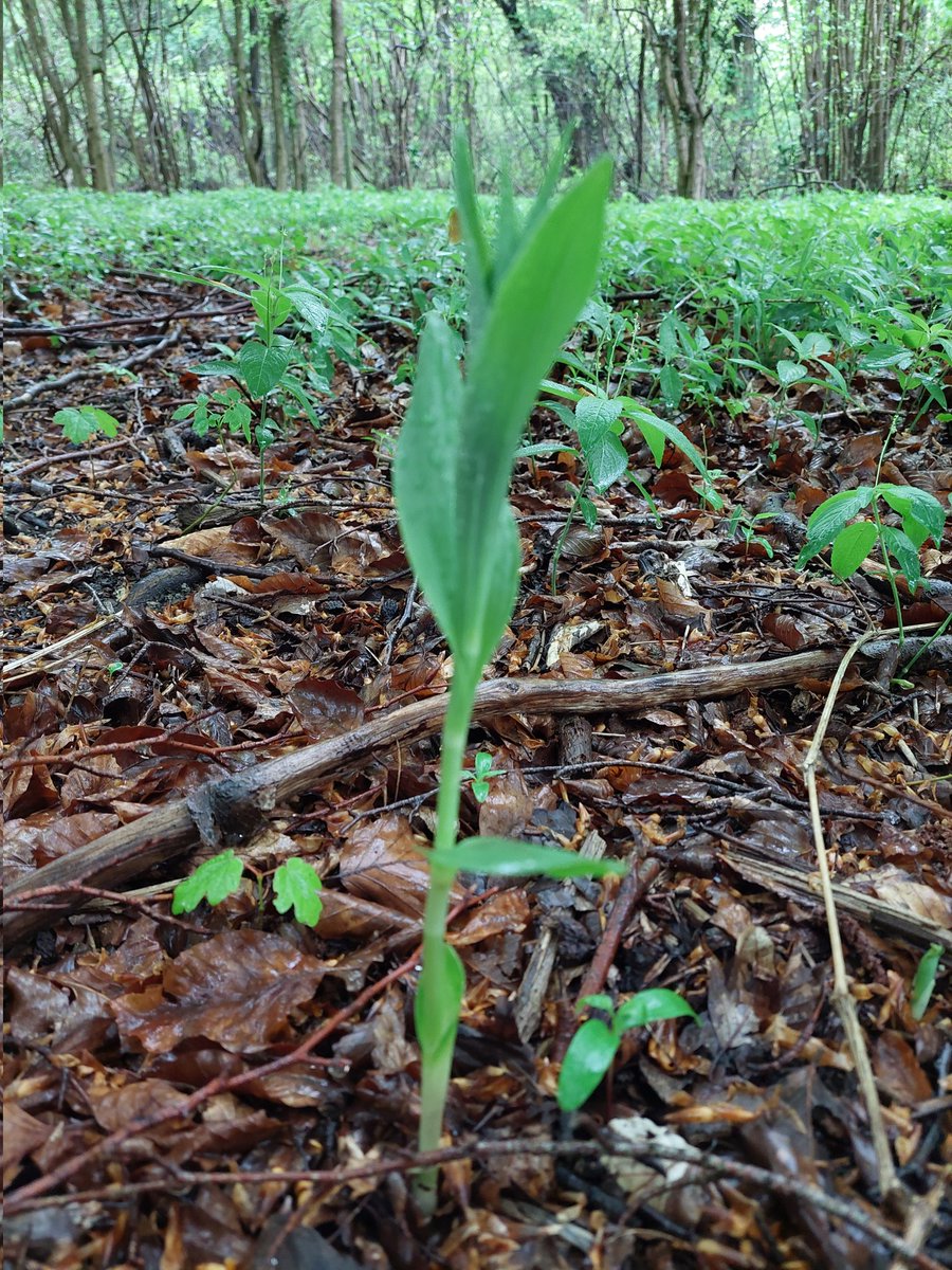 worcspot's tweet photo. Orchids starting to emerge at homefield wood bucks 6.5.23
#ukorchids #Britishorchids 
#orchids https://t.co/KIvW0DOZVx