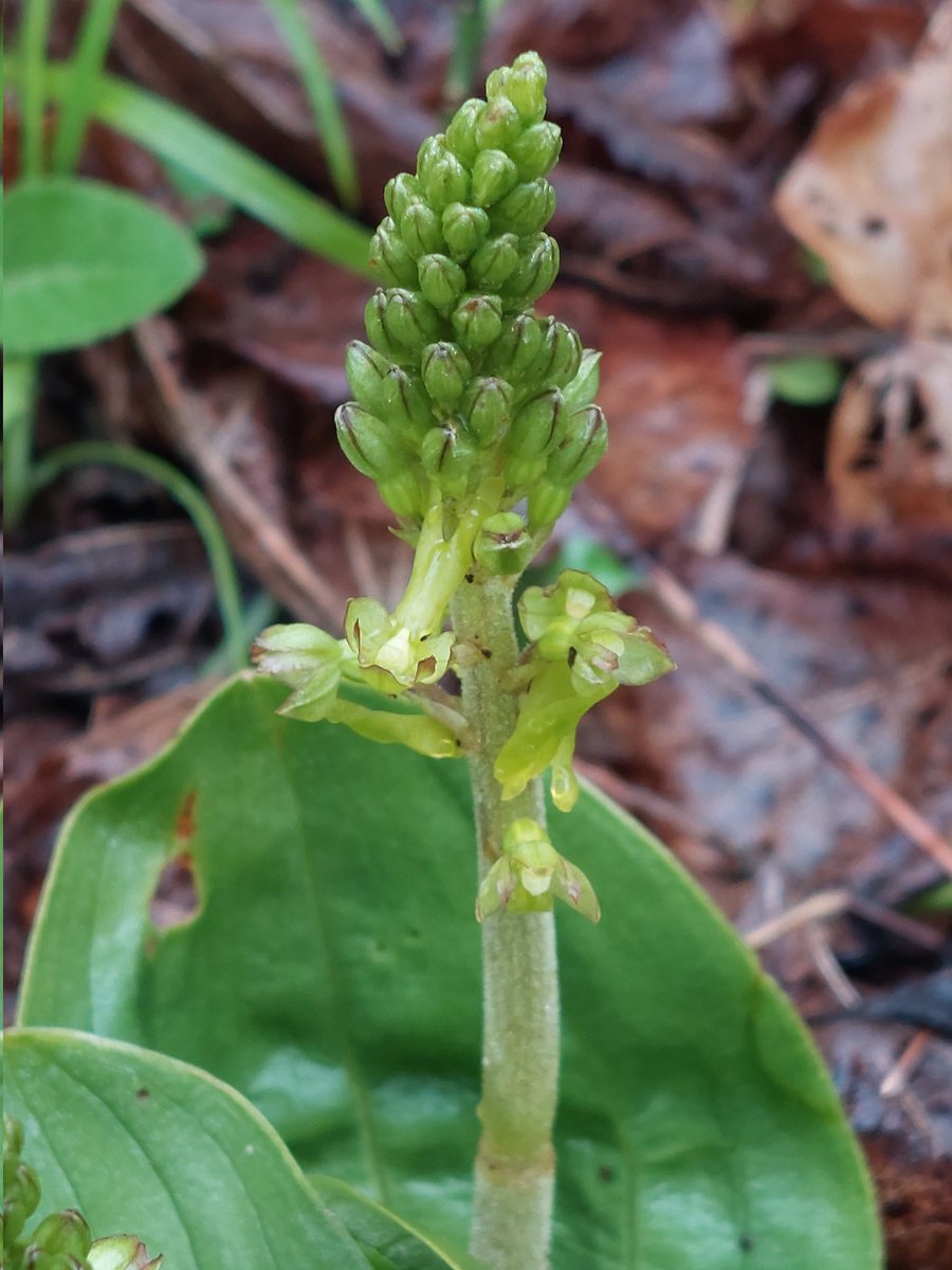 worcspot's tweet photo. Orchids starting to emerge at homefield wood bucks 6.5.23
#ukorchids #Britishorchids 
#orchids https://t.co/KIvW0DOZVx