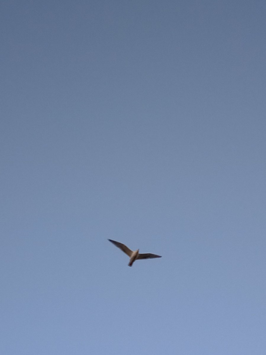 NotA_Chicken_'s tweet photo. Birb https://t.co/RkBNeqgDuc
