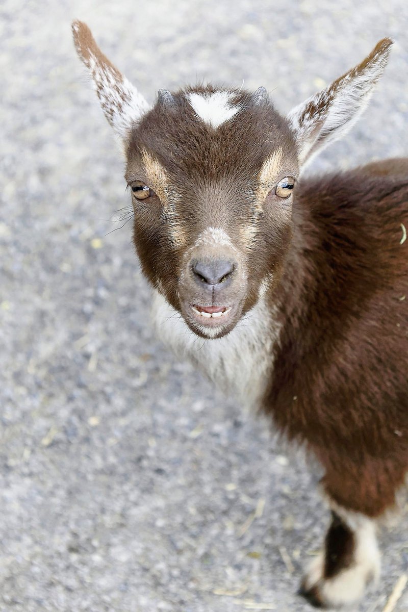 The real #GOAT𓃵 #canon #canonr6m2 #zoo #canonphotography #saturday